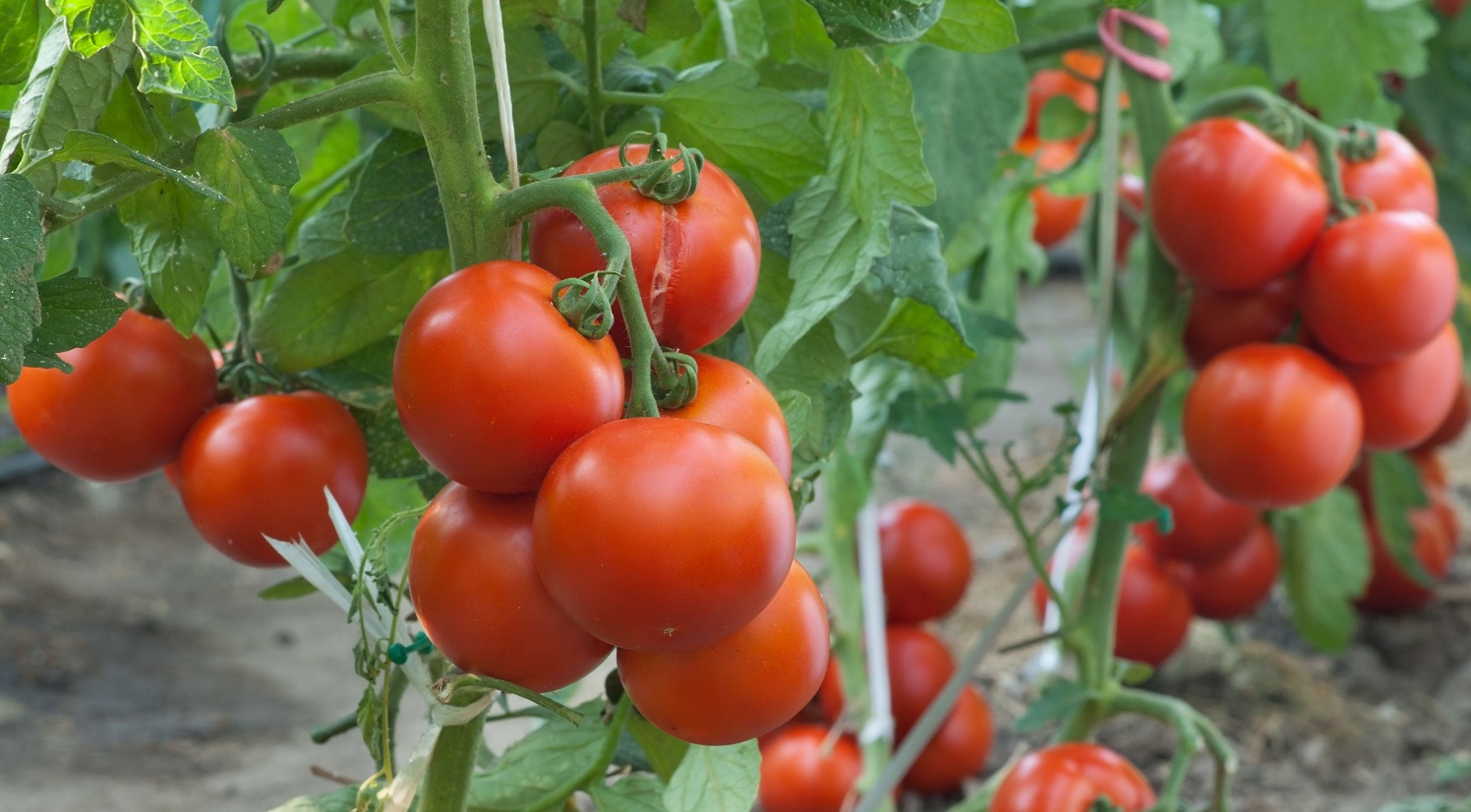 Akomadan Tomato Farmers In Ashanti Get New Varieties Gbc Ghana Online The Nations