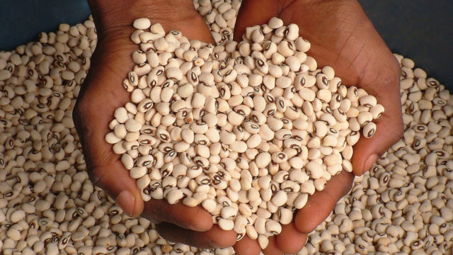 Ghana has not given approval for genetically modified crop on the market