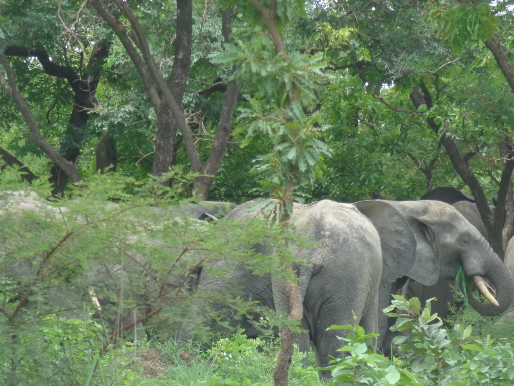 Innovate to prevent yearly invasion of elephants- Paramount Chief