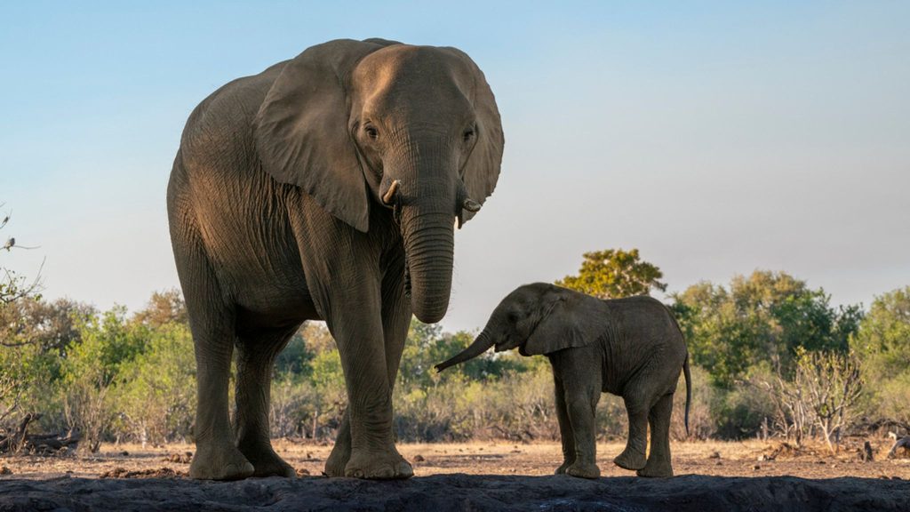 Elephants trample Spanish man to death in South Africa